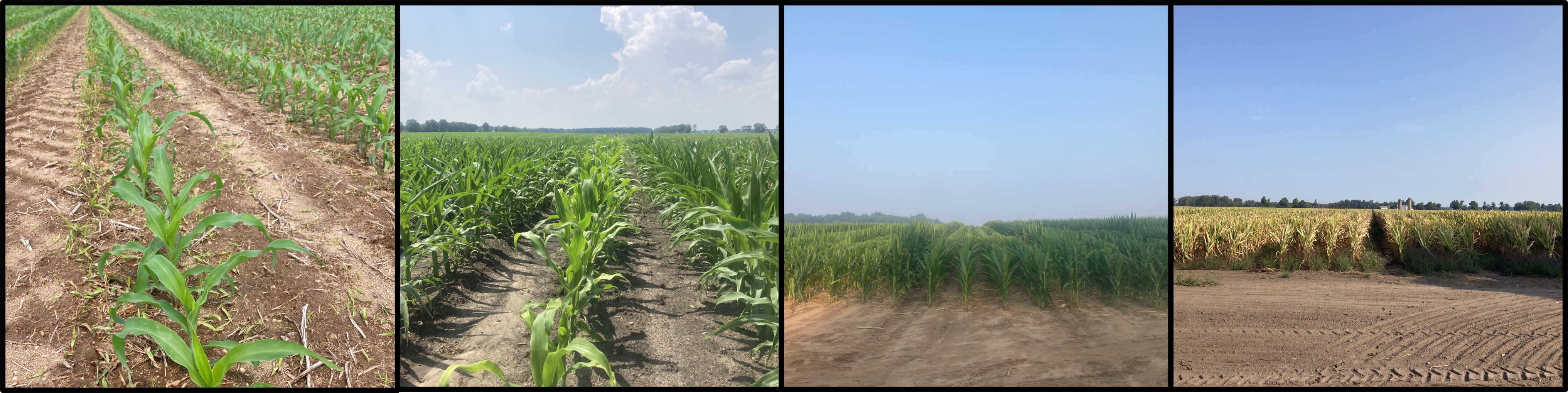 Different pictures of examples of seed corn.